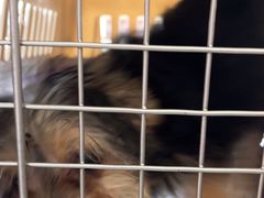 -艾贝尔宠物医院·狂犬免疫点(江山金象城店)