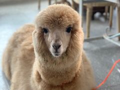 -共舞时光猫咖·狗咖(新街口店)