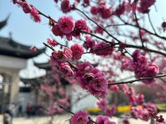 -苏州上方山国家森林公园