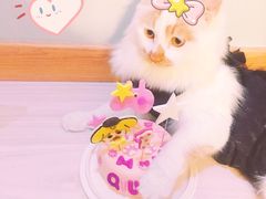 -美联众合宠物医院·爱萌分院·内外科·猫科中心