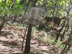 -六里坪国家森林公园