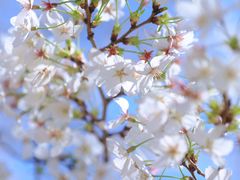 -西北湖绿化广场