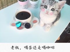 -喵zoo家庭繁育猫舍(尖东智能花园店)