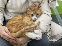 -北京观赏动物医院·24小时大型综合·猫专科·异宠专科