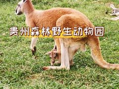 -贵州森林野生动物园