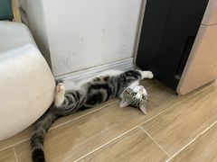 -李小姐の猫咖啡馆(五角场店)