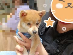 -逗柴咖啡屋·狗咖猫咖宠物桌游