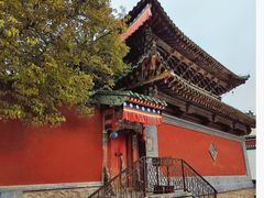 -塔尔寺-菩提树
