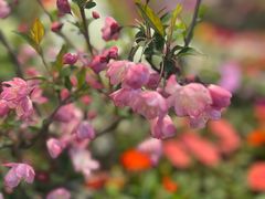 -双季花艺园艺市场(浦东店)