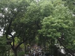 -西湖外事游船(花港观鱼码头)