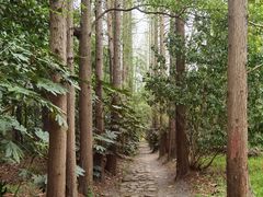 -上海滨江森林公园
