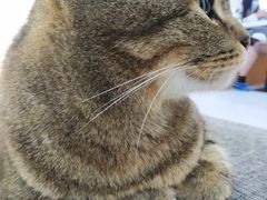 -喵园·猫主题咖啡厅·撸猫·猫咖(国贸店)