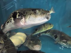 -天正河鲀·河豚亭(大连店)