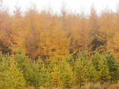 -塞罕坝国家级自然保护区