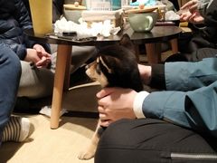 -逗柴咖啡屋·狗咖猫咖宠物桌游