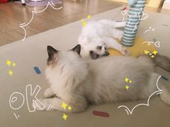 -纳吉亚猫专科动物诊疗中心(蒋宅口分院)