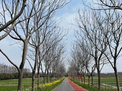 -上海长兴岛郊野公园