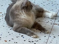 -喵喵咪呀布偶猫咖(春熙路店)