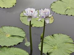 -云溪植物园