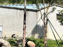 -卧龙中华大熊猫苑神树坪基地
