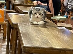 -猫猫幼稚园·撸猫·桌游·电玩
