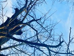 -上海佘山国家森林公园天马山园