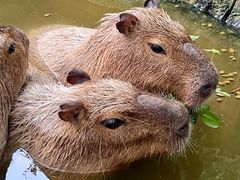 -上海野生动物园