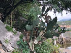 -南诏风情岛