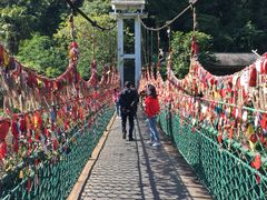 -西双版纳原始森林公园