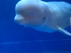 -芜湖新华联大白鲸海洋公园