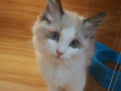 -猫十亿·布偶金渐层·曼基康矮脚猫舍(青年路店)