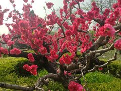 -海棠花溪(元大都城垣遗址公园)