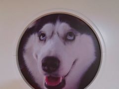 -Husky Go! 哈士奇体验馆·宠物咖啡厅狗咖