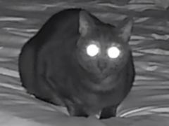 -创凡宠物医院·骨专科  猫科中心(西乡分院)