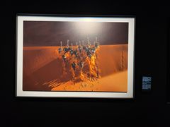 -罗红摄影艺术馆