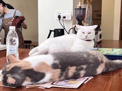 -有猫主题·治愈系猫咖(曾厝垵店)