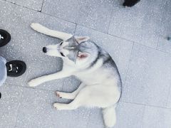 -Let's go狗咖·猫咖·奶狗·桌游(春熙路IFS店)