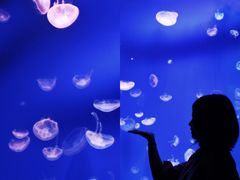 -成都浩海立方海洋公园