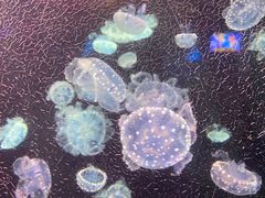 -太平洋海底世界