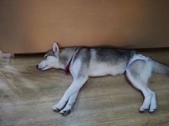 -Husky Go! 哈士奇体验馆·宠物咖啡厅狗咖