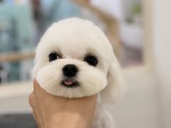 -BABYDOG宝贝狗宠物乐园(欧洲城店)