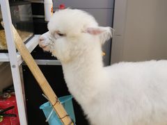 -眉州东坡·熊猫主题餐厅(枫蓝店)