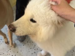 -喜柴咖啡·柴犬狗咖