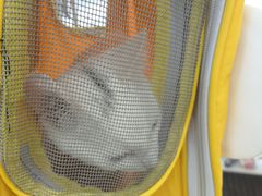 -爱妮康宠物医院·干细胞免疫细胞·肿瘤·心脏(张江店)