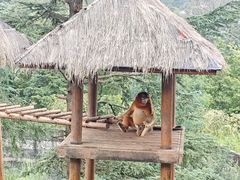 -云南野生动物园