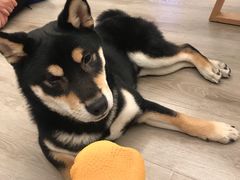 -浣熊柯尔鸭土拨鼠·电玩咖