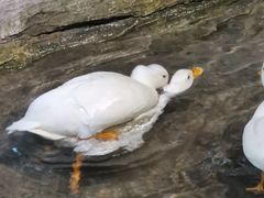 -海合安武汉极地海洋公园