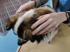 -东日国际动物医院·CT·心脏专科(桃源分院)