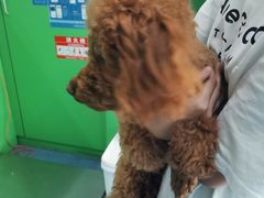 -爱牧宠物医院·猫专科·骨科·内窥镜(甪直店)