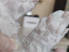 -美联众合动物医院·24h京西诊疗中心